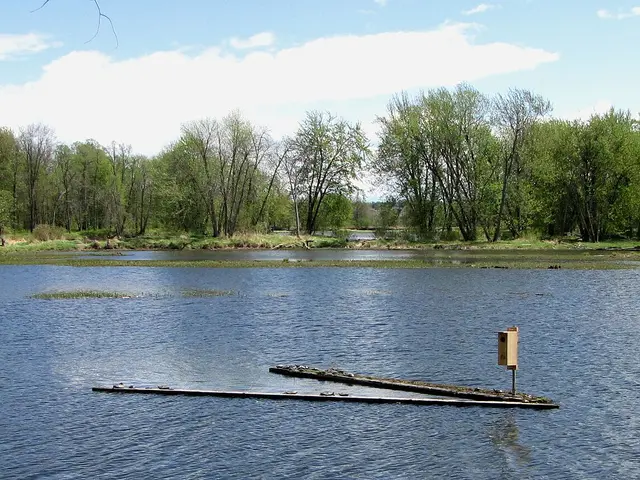 Turtle Pond at Petrie Island Park, Orleans