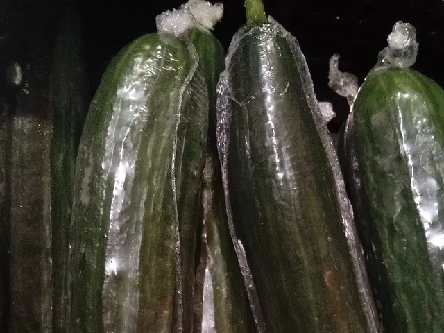 Cucumbers displayed for sale at a small local grocery store.
