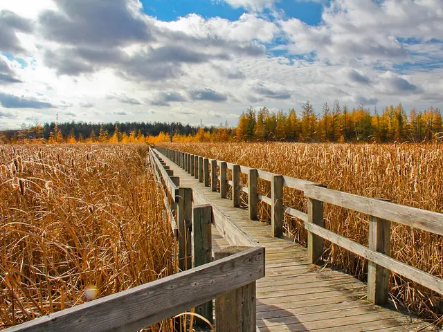 Boardwalk through the Mer Bleue Bog conservation area in Ottawa