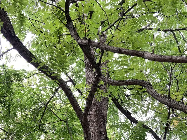 Black walnut tree in Hampton Park, Ottawa